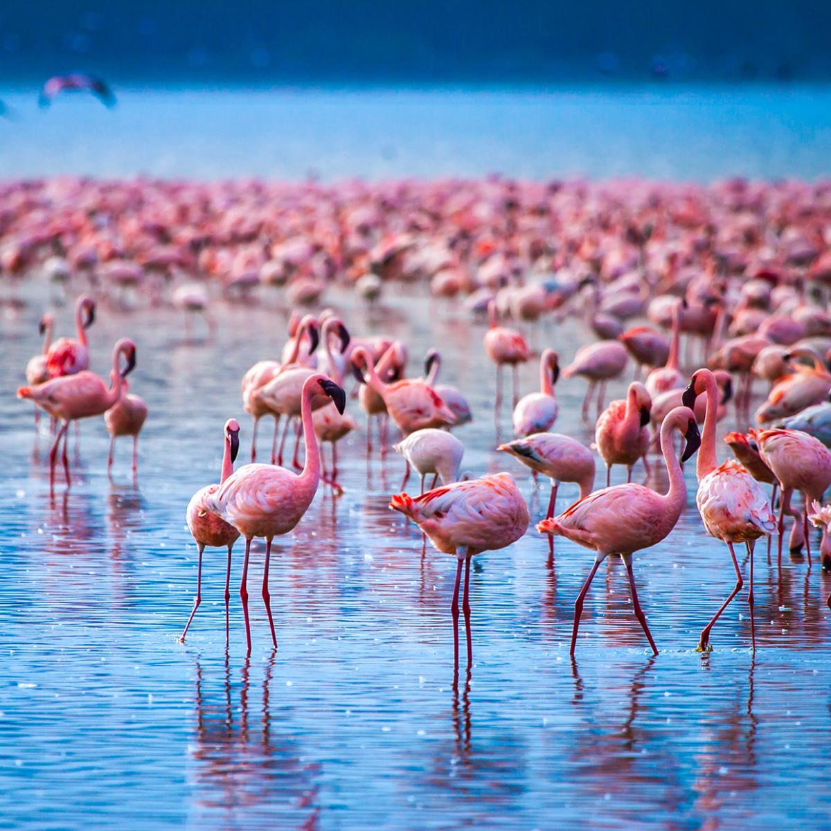 202112-kenia-side-05
