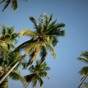 De Migratie<br>'januari-maart ' met beach