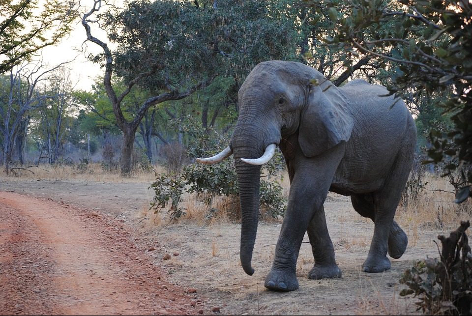 luangwa1