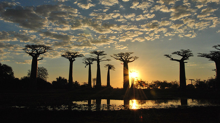 pic-grid-madagascar