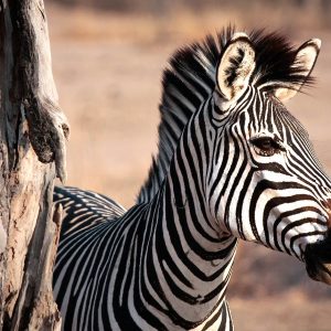 FIRST KAMPEERSAFARI<br>'ZEBRA'