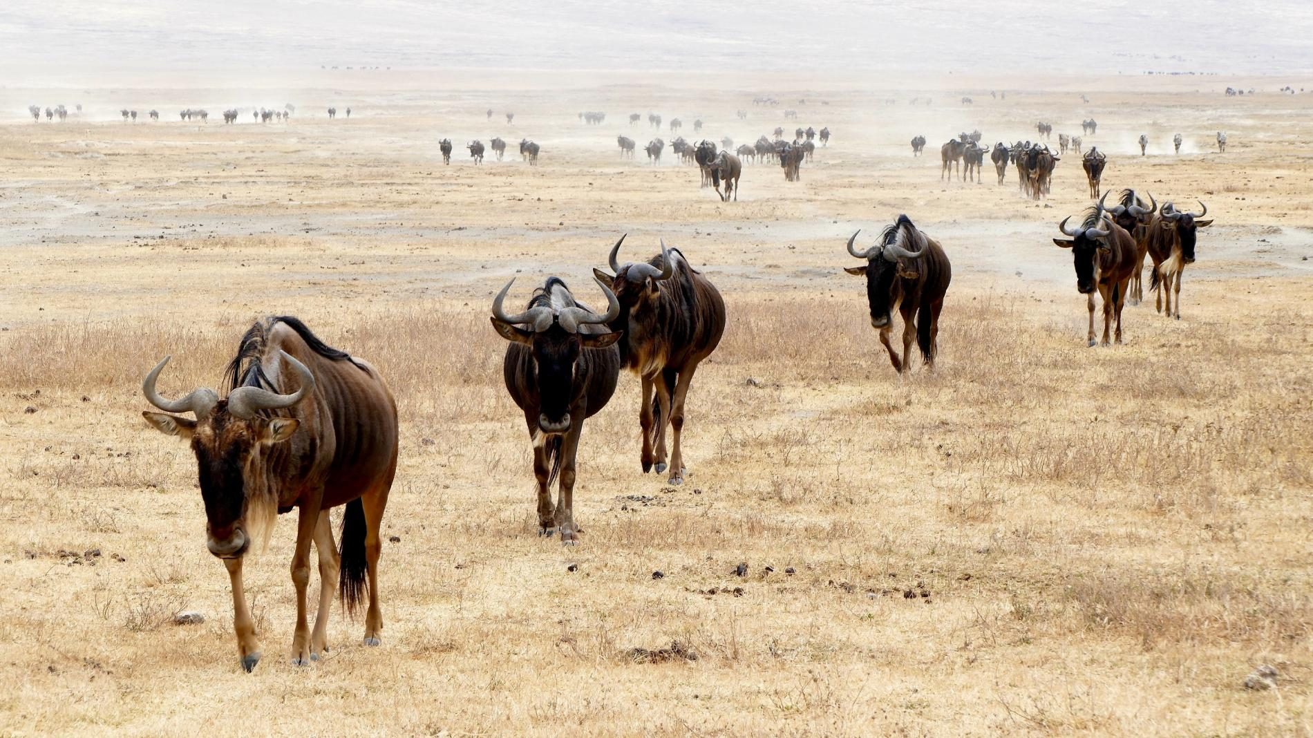 serengeti1